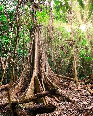 Ayahuasca-Foundation